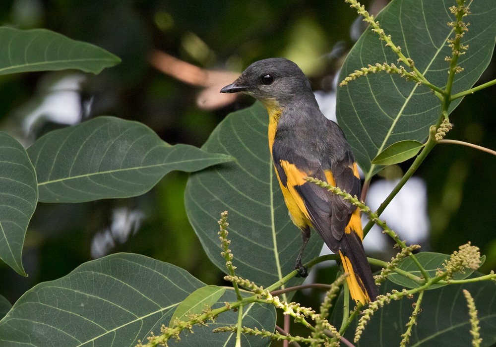 Minivet Gorjigrís (grupo solaris) - ML206016181