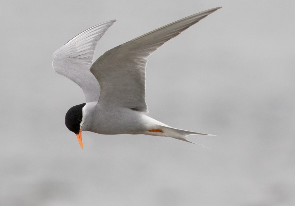 Black-fronted Tern - ML206016831