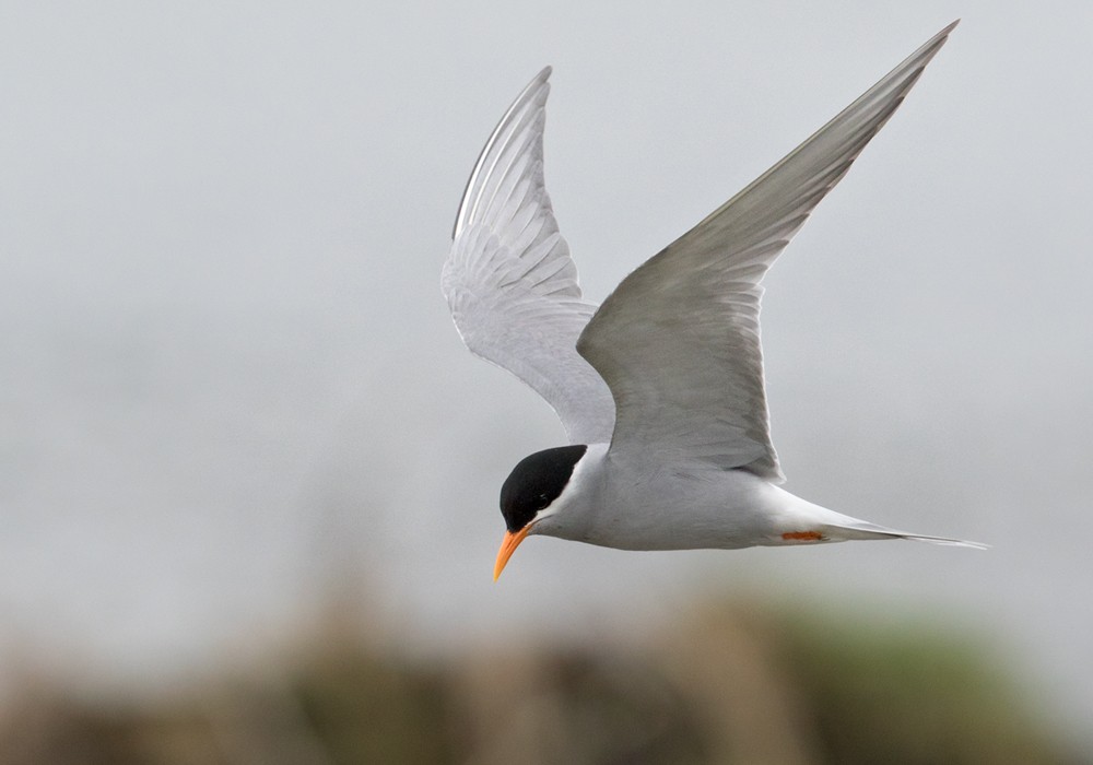 Black-fronted Tern - ML206016841