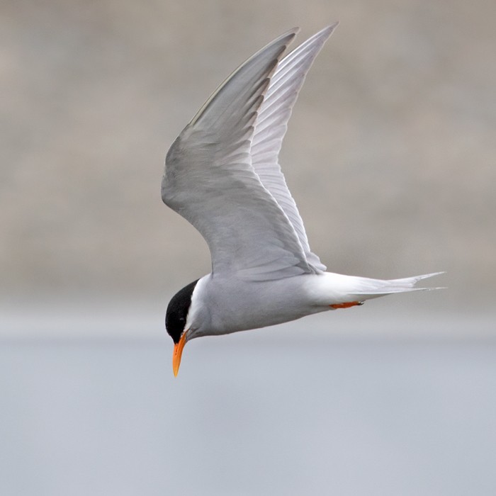 Black-fronted Tern - ML206016871