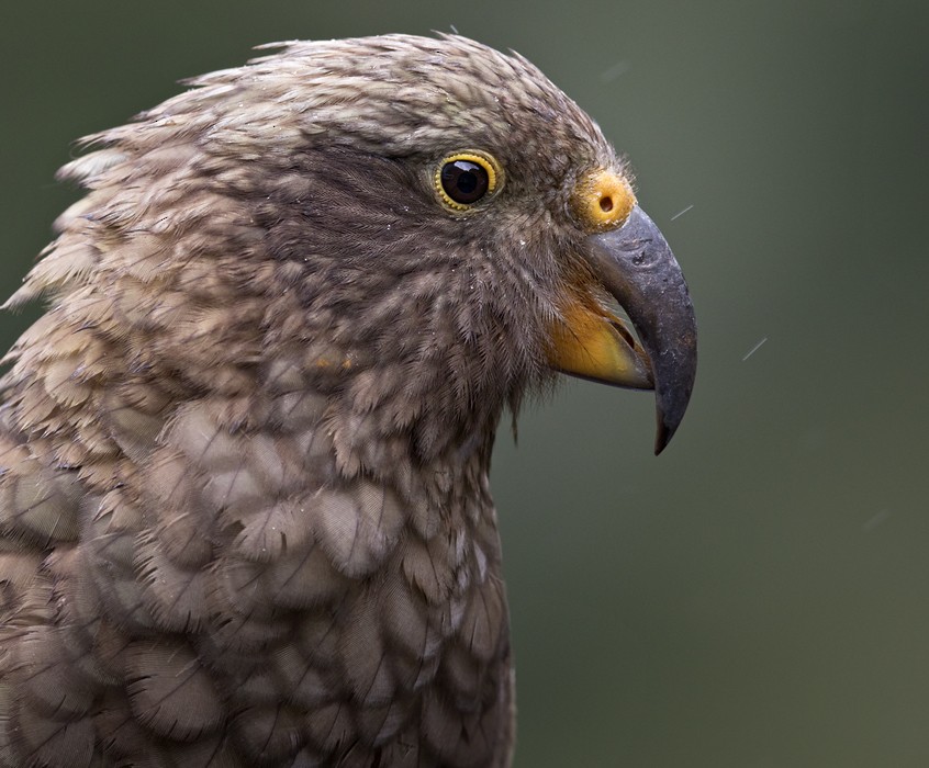 Kea - ML206016901