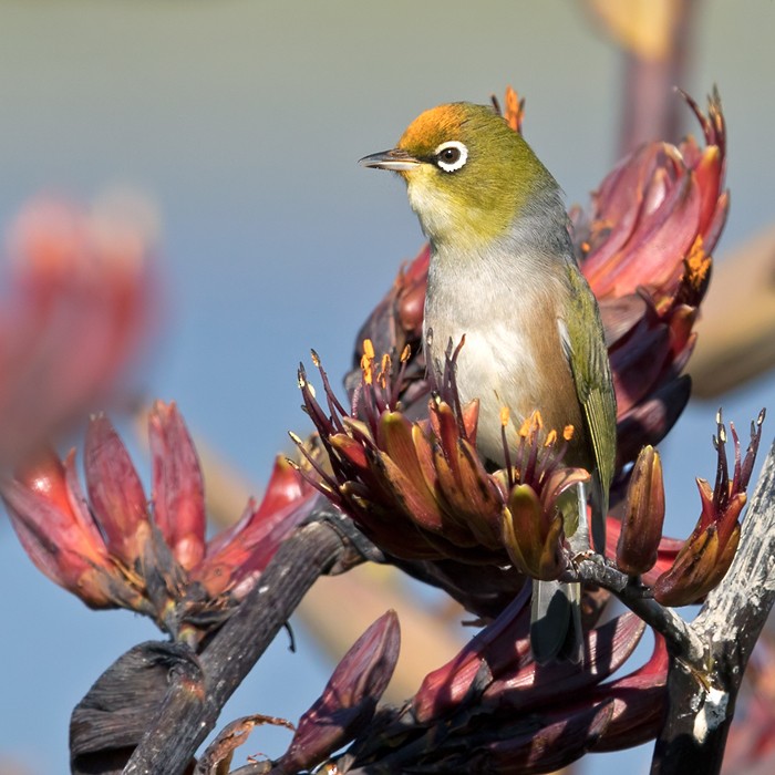 Silvereye - Lars Petersson | My World of Bird Photography