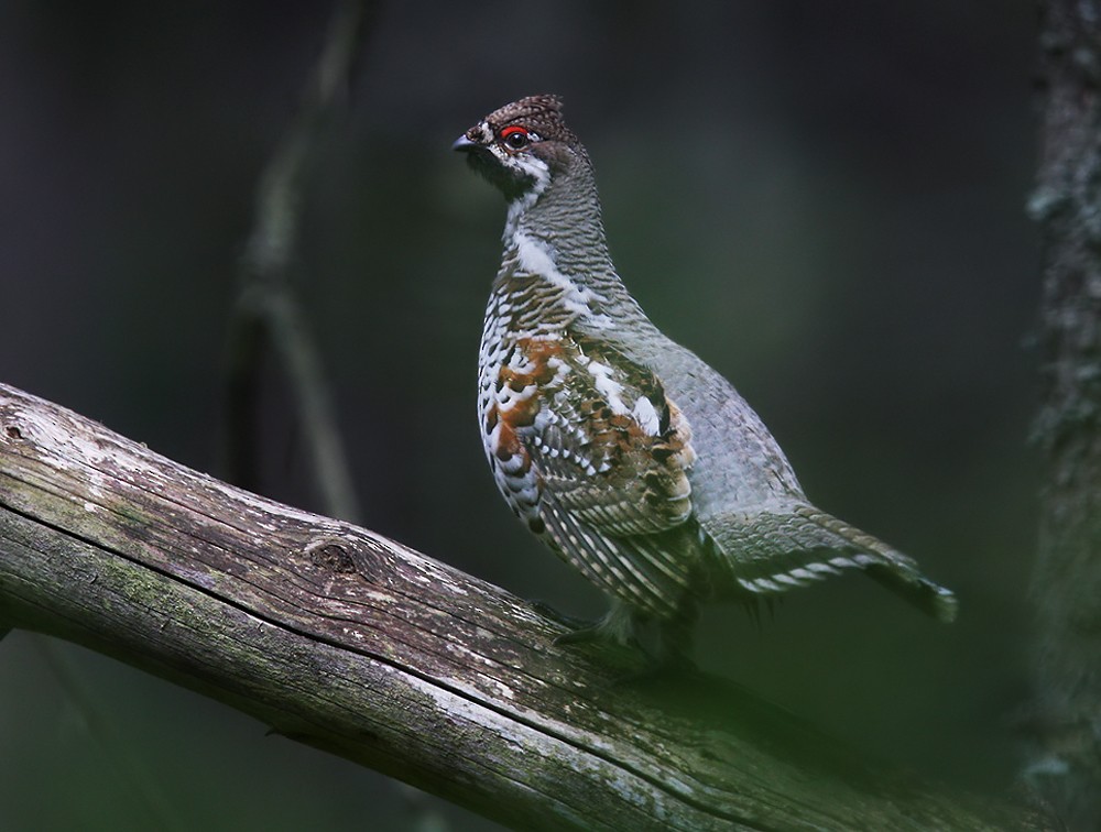 Hazel Grouse - ML206017251