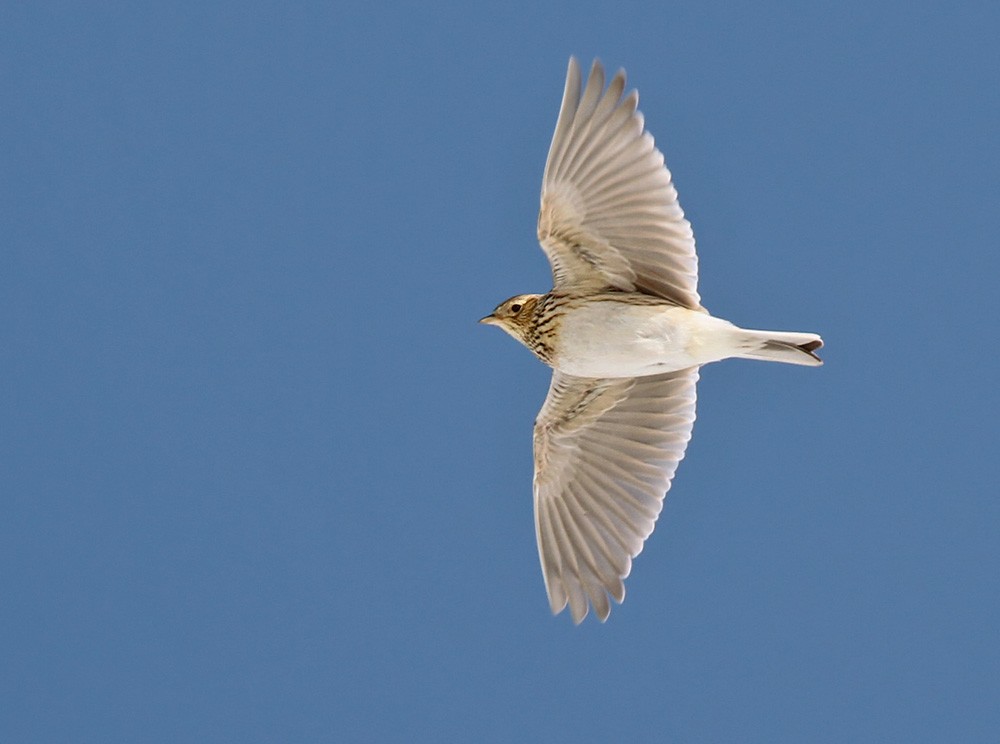 Eurasian Skylark (European) - Lars Petersson | My World of Bird Photography