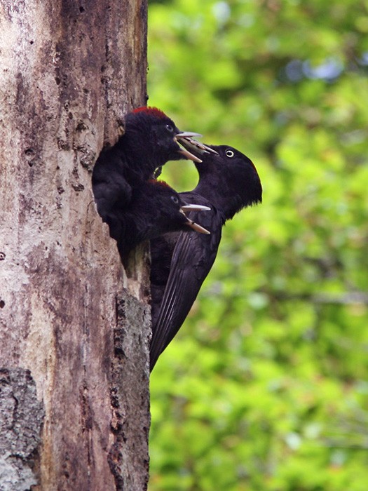 Black Woodpecker - Lars Petersson | My World of Bird Photography