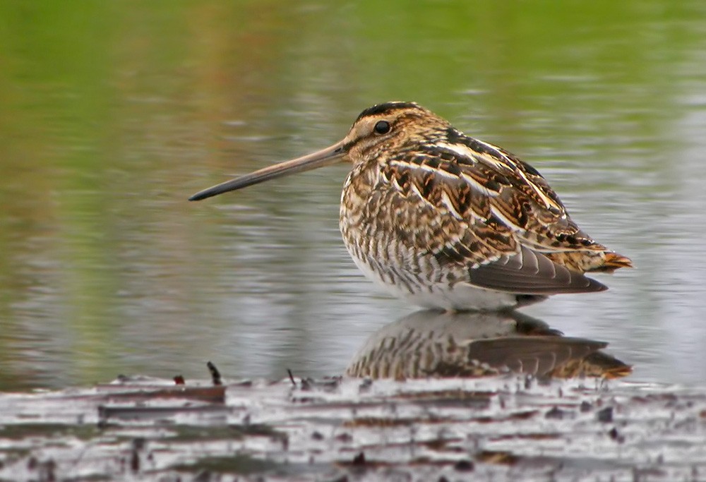 Common Snipe - ML206017341