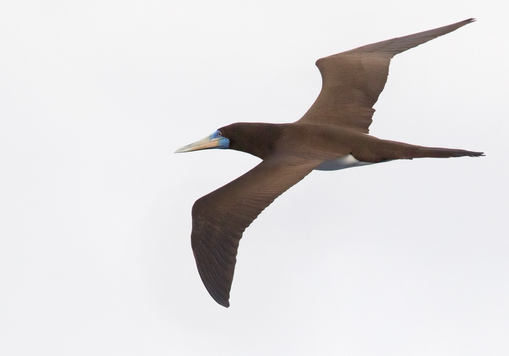 Brown Booby (Forster's) - ML206017581