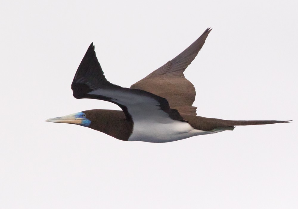 Brown Booby (Forster's) - ML206017591