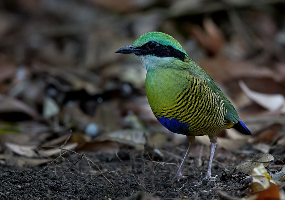 Bar-bellied Pitta - Lars Petersson | My World of Bird Photography