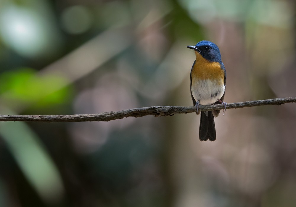 Indochinese Blue Flycatcher - Lars Petersson | My World of Bird Photography