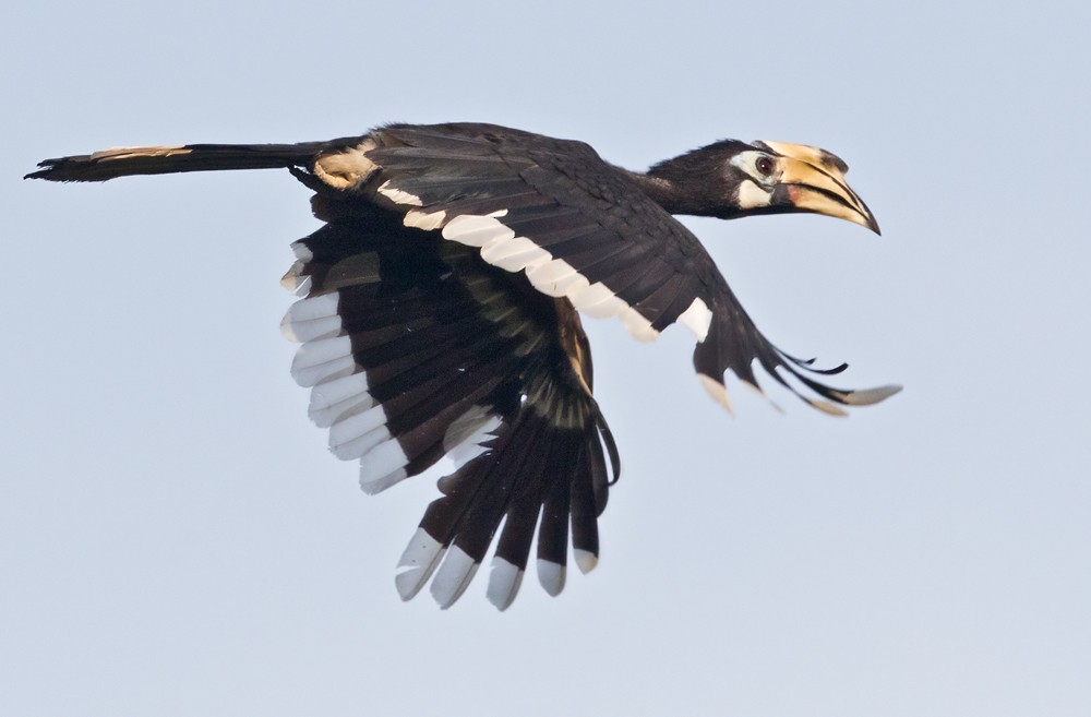 Oriental Pied-Hornbill - ML206018131