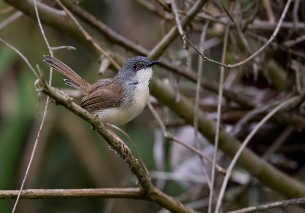 Rufescent Prinia - ML206018161