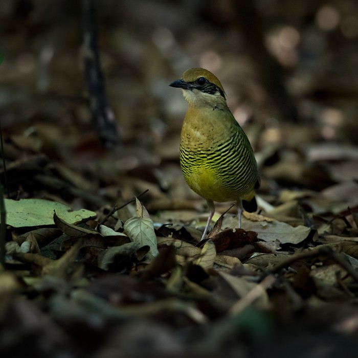 Bar-bellied Pitta - ML206018241