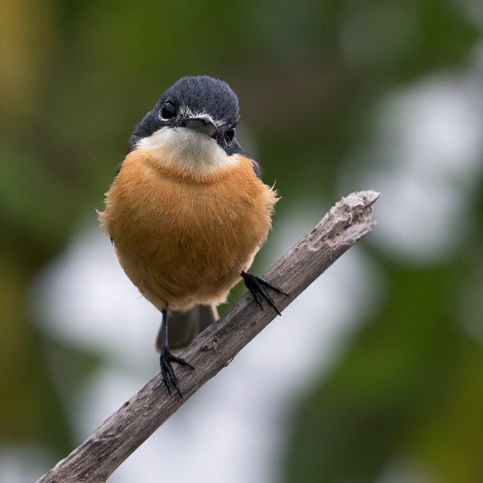 Vanikoro Flycatcher - Lars Petersson | My World of Bird Photography