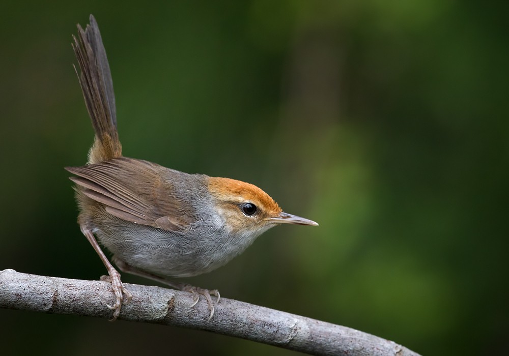 Fiji Bush Warbler - Lars Petersson | My World of Bird Photography