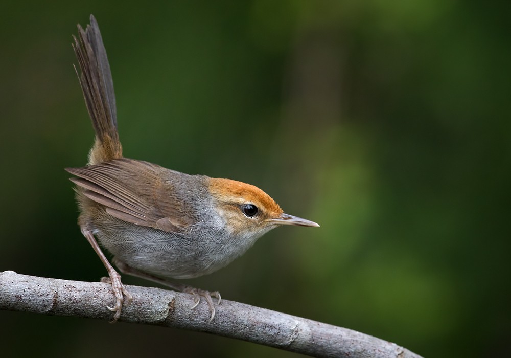 Fiji Bush Warbler - ML206018361