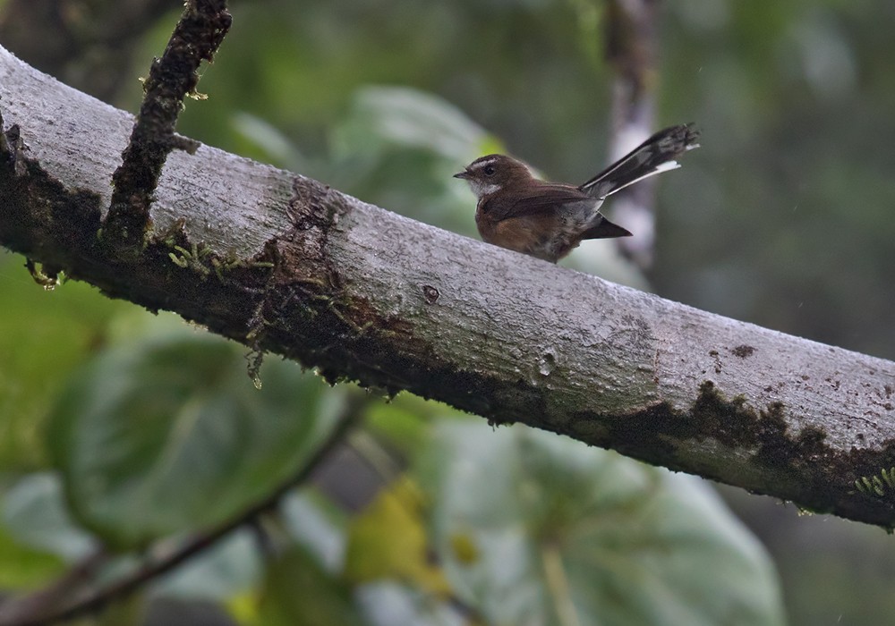 Fiji Streaked Fantail (Taveuni) - ML206018511