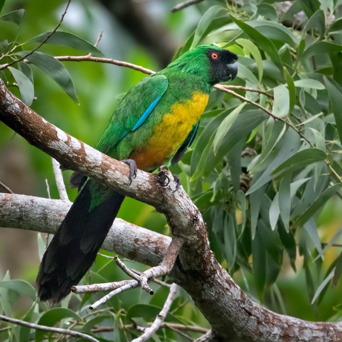 Masked Shining-Parrot - ML206018601