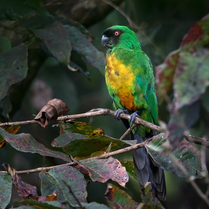 Masked Shining-Parrot - ML206018611