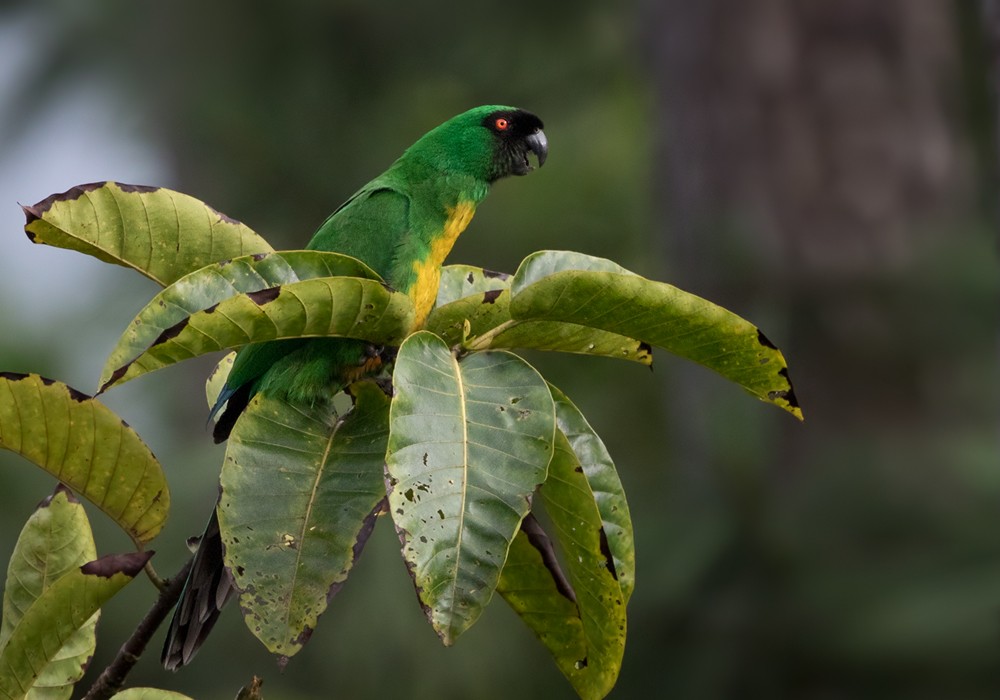 Masked Shining-Parrot - ML206018721