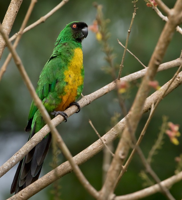 Masked Shining-Parrot - ML206018731