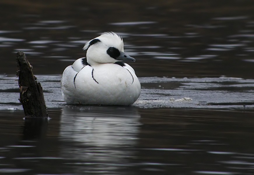 Smew - ML206018911