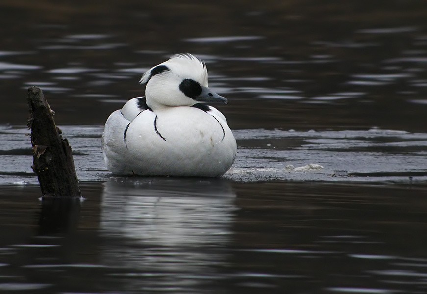 Smew - Lars Petersson | My World of Bird Photography