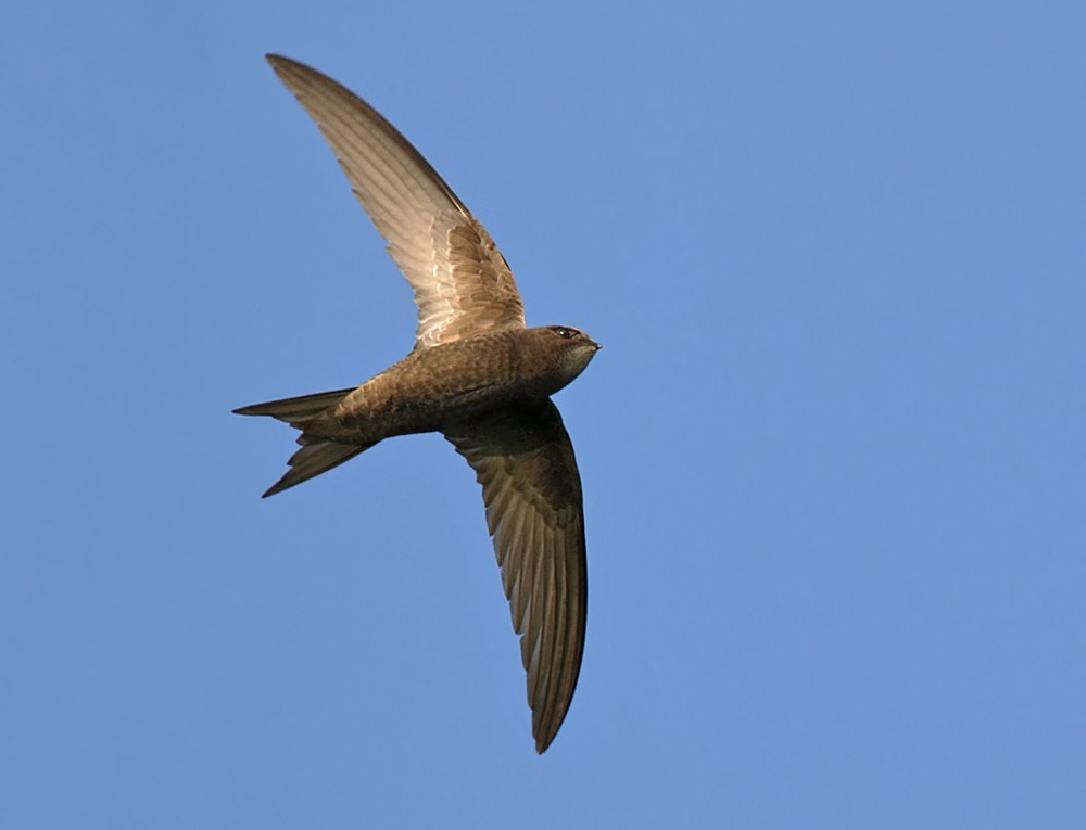 ML206018981 - Common Swift - Macaulay Library