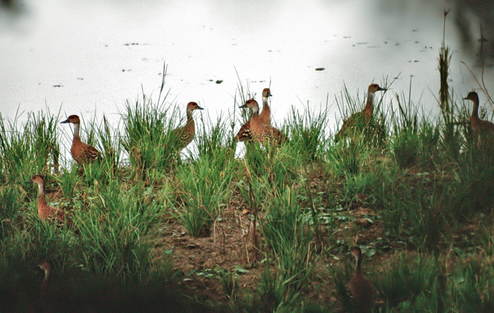 West Indian Whistling-Duck - ML206019041