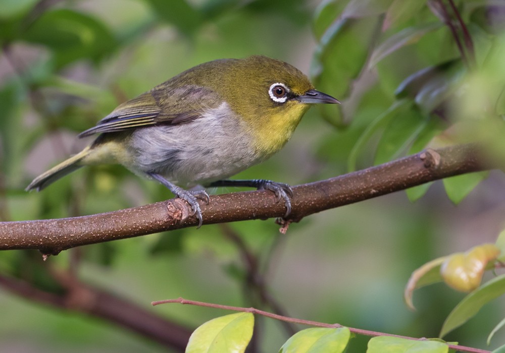 Warbling White-eye - Lars Petersson | My World of Bird Photography