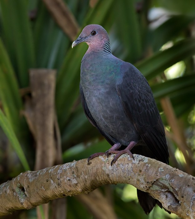 Black Wood-Pigeon - ML206019291