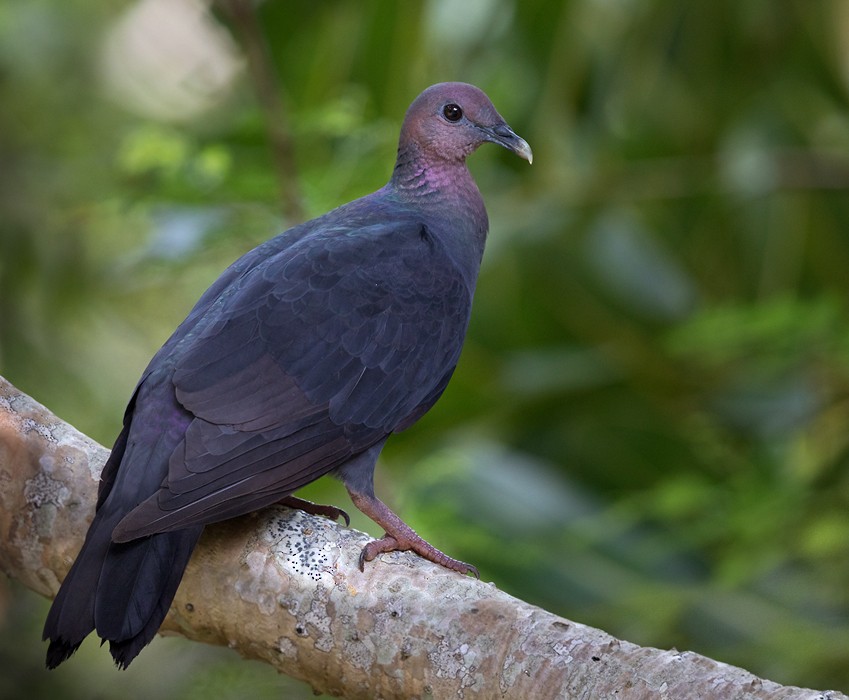 Black Wood-Pigeon - ML206019301