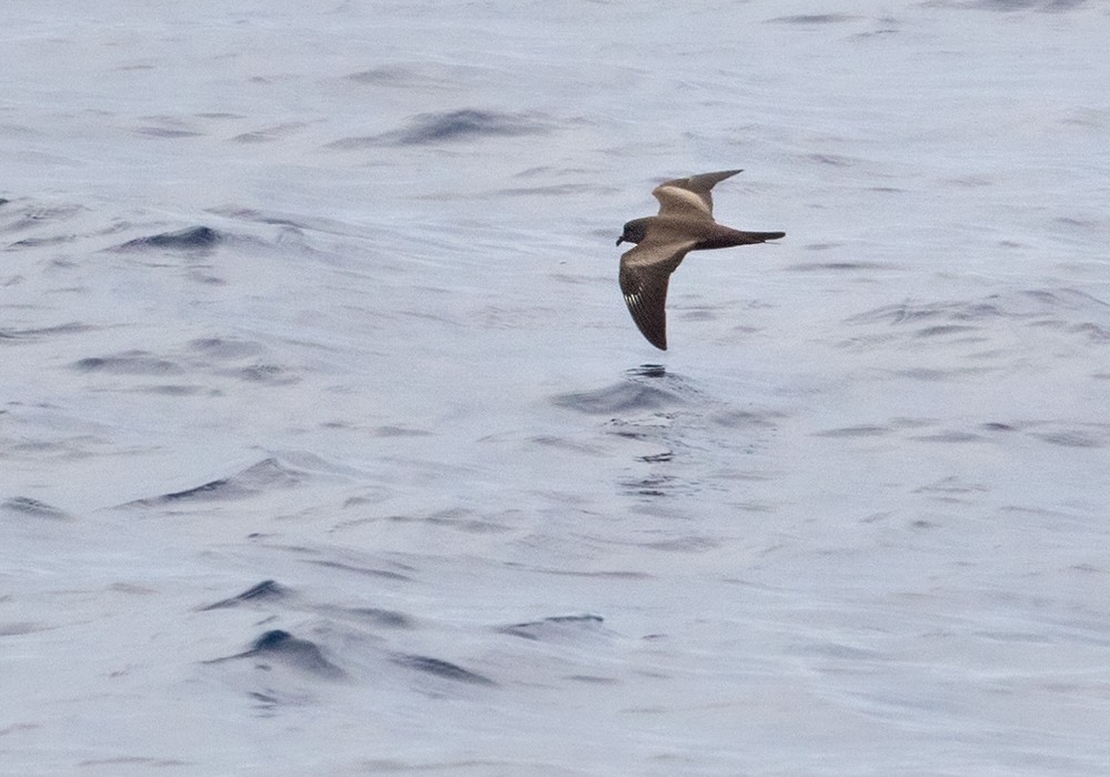 Matsudaira's Storm-Petrel - ML206019331