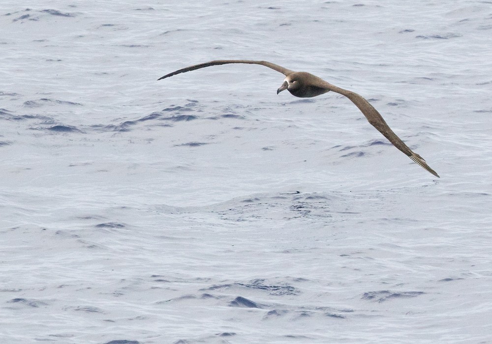 albatros černonohý - ML206019341