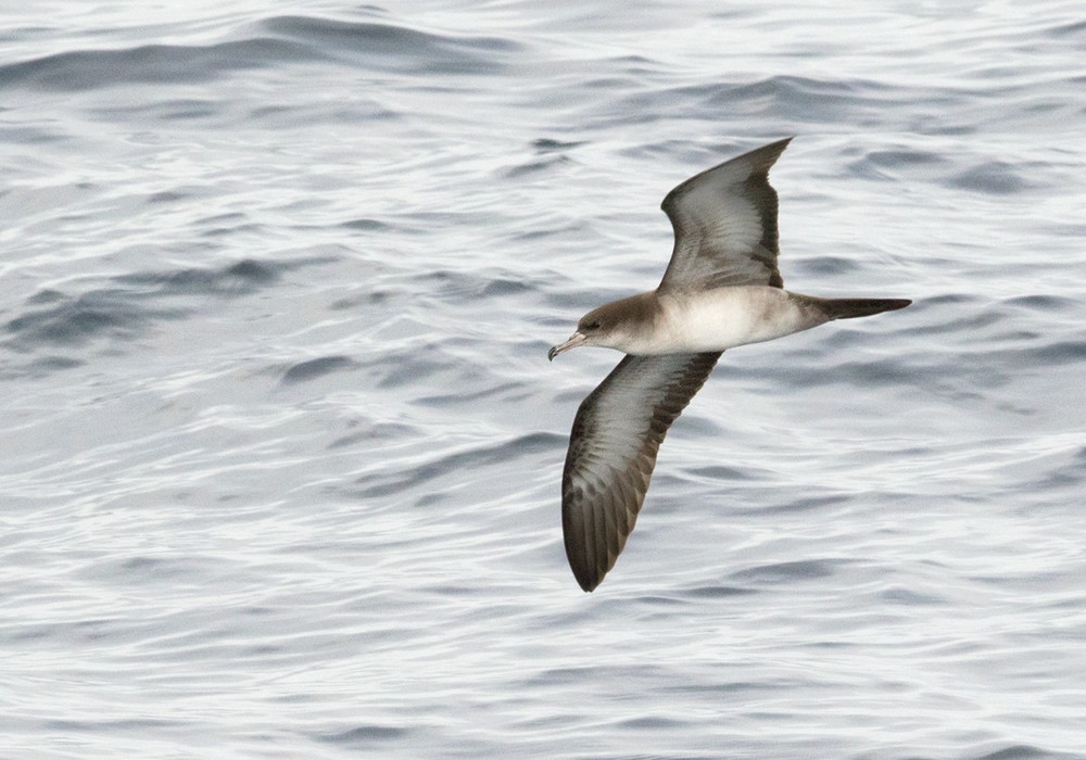 Wedge-tailed Shearwater - ML206019361