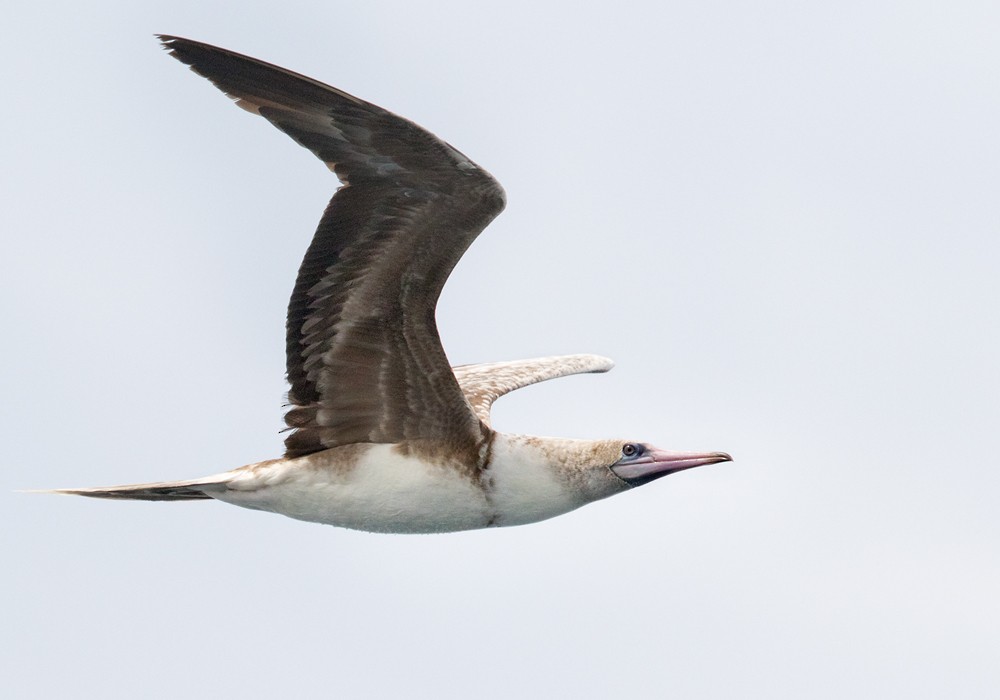 Red-footed Booby (Indopacific) - ML206019391