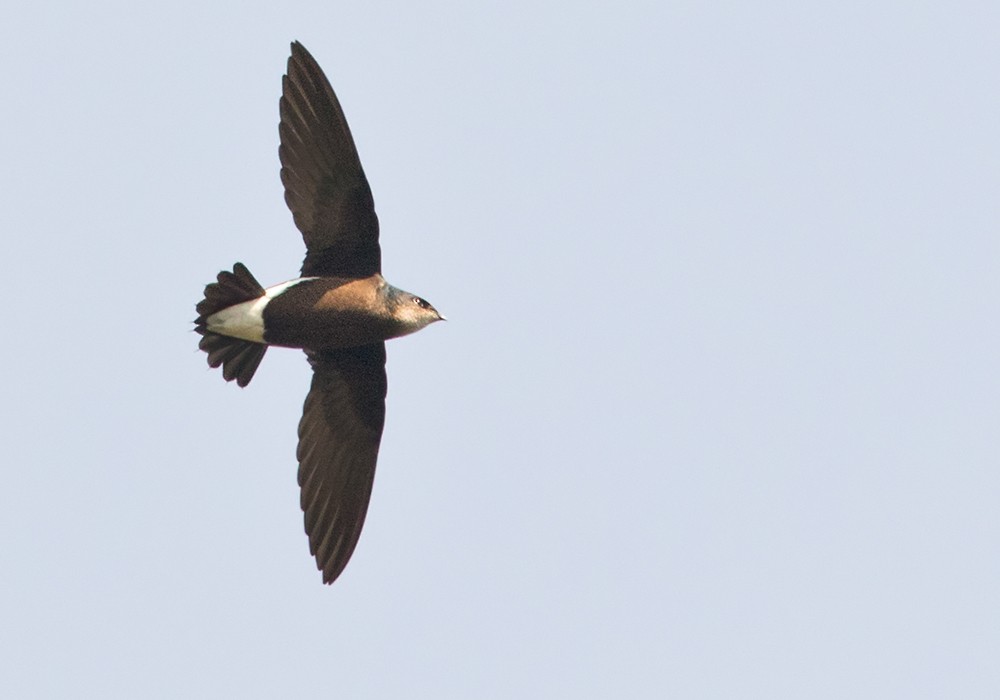 Silver-backed Needletail - ML206019581