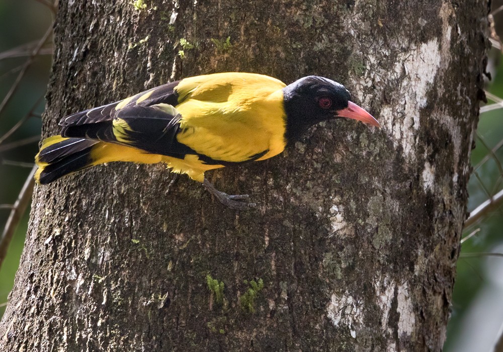 Black-hooded Oriole - ML206019601