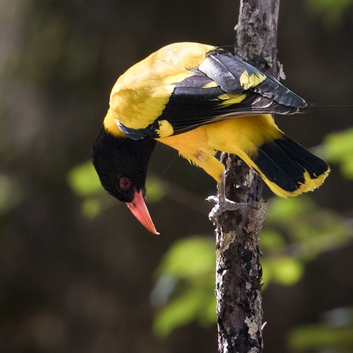 Black-hooded Oriole - ML206019611