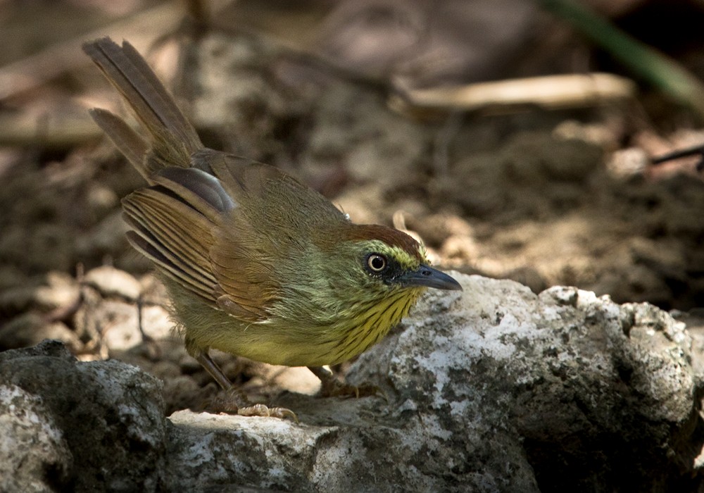 Pin-striped Tit-Babbler (Pin-striped) - ML206019661