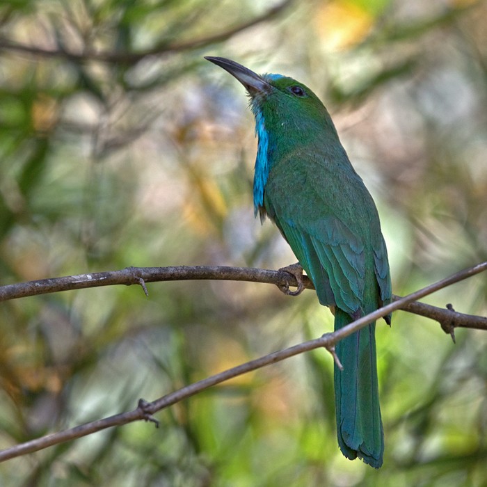 Blue-bearded Bee-eater - ML206019671