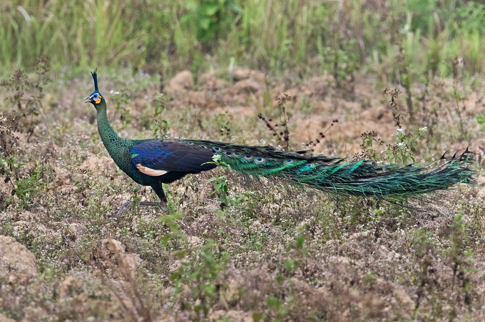 Green Peafowl - ML206019701