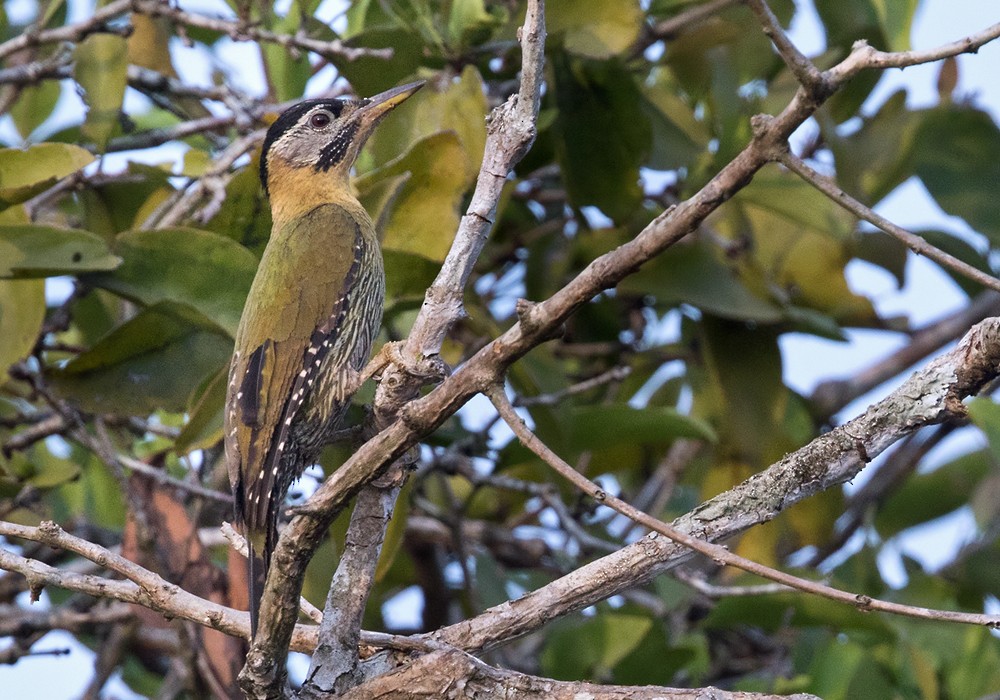 Laced Woodpecker - ML206019711