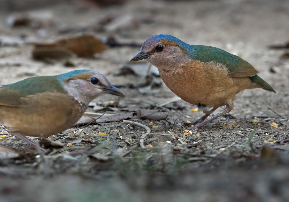 Blue-rumped Pitta - Lars Petersson | My World of Bird Photography