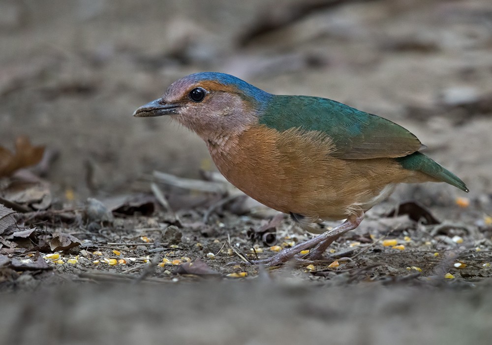 Blue-rumped Pitta - Lars Petersson | My World of Bird Photography