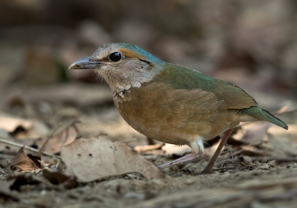 Blue-rumped Pitta - Lars Petersson | My World of Bird Photography