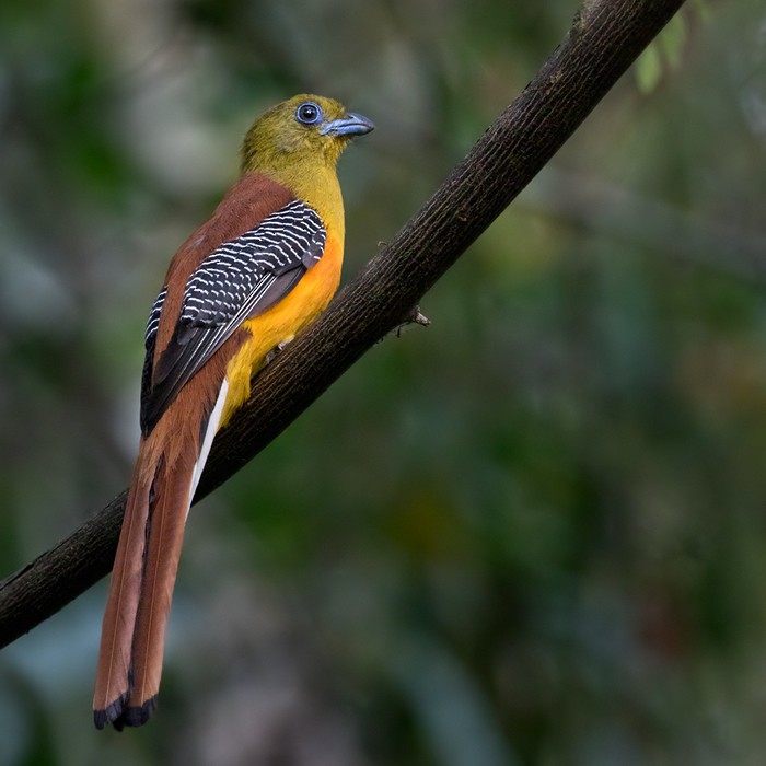 Orange-breasted Trogon (Spice) - Lars Petersson | My World of Bird Photography