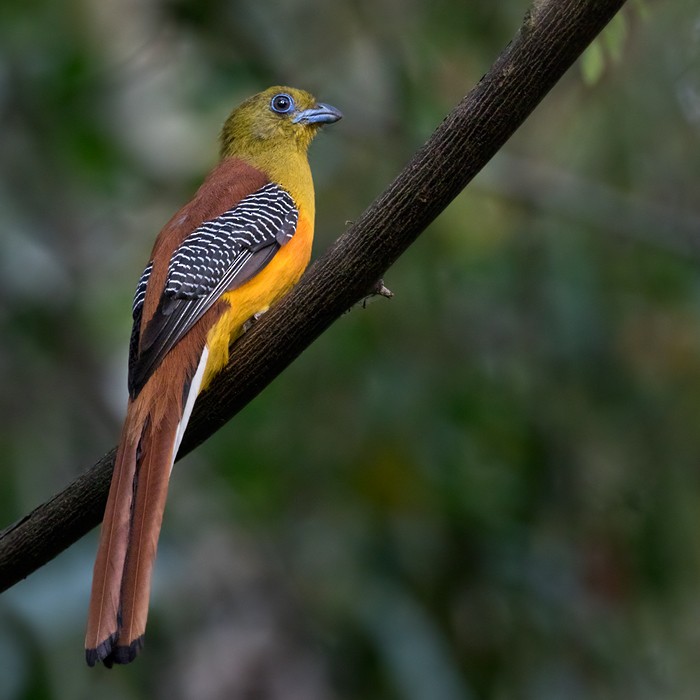 Orange-breasted Trogon (Spice) - ML206019921