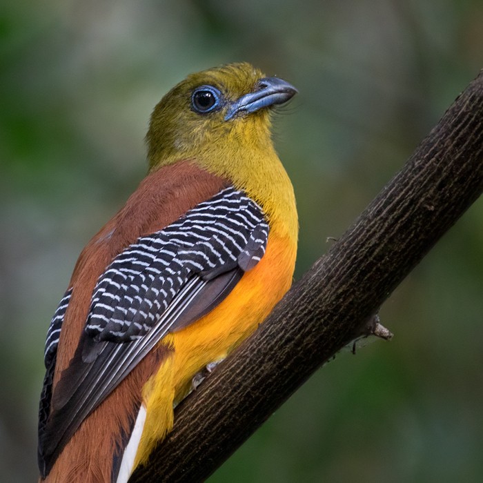 Orange-breasted Trogon (Spice) - Lars Petersson | My World of Bird Photography