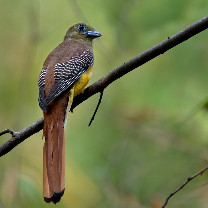 Orange-breasted Trogon (Spice) - Lars Petersson | My World of Bird Photography